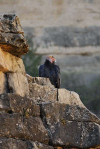 grand canyon<br>NIKON D200, 300 mm, 400 ISO,  1/160 sec,  f : 5.6 